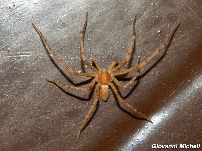 Serie di Araneae del Parco del Ticino